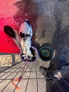 Alpine buckling - Photo 3