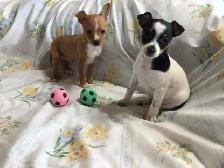 Mini Pincher X Chihuahua  Pups For Sale