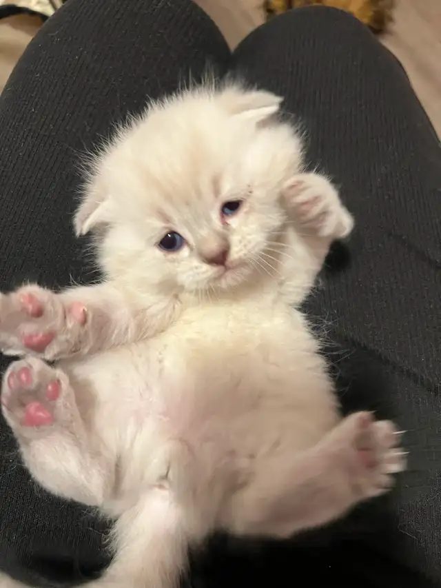 Scottish Fold Kittens - 1 MALE LEFT