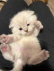 Scottish Fold Kittens - 1 MALE LEFT