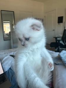 Scottish Fold Kittens - 1 MALE LEFT - Photo 3