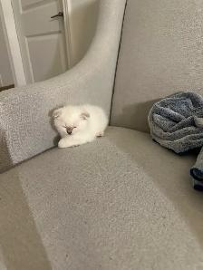 Scottish Fold Kittens - 1 MALE LEFT - Photo 5