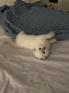 Scottish Fold Kittens - 1 MALE LEFT - Photo 6