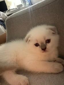 Scottish Fold Kittens - 1 MALE LEFT - Photo 8