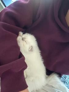 Scottish Fold Kittens - 1 MALE LEFT - Photo 9