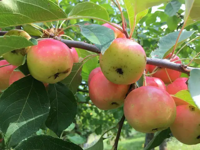 apples for grafting
