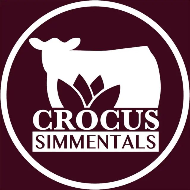 Purebred Simmental Bulls