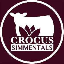 Purebred Simmental Bulls