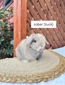 Adorable Holland Lop Baby Bunnies