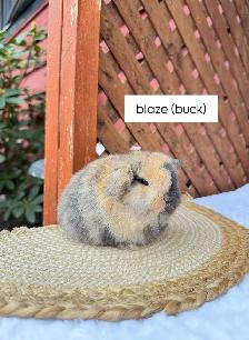 Adorable Holland Lop Baby Bunnies - Photo 3