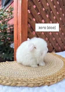 Adorable Holland Lop Baby Bunnies - Photo 6