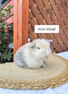 Adorable Holland Lop Baby Bunnies - Photo 7