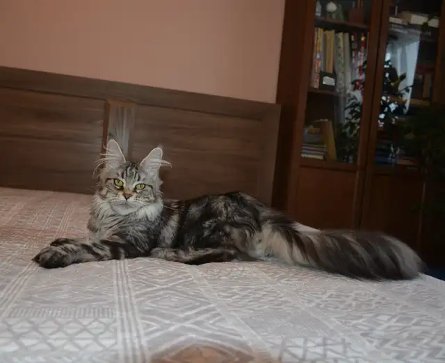 MAINE COON KITTENS, PUREBRED - Photo 2
