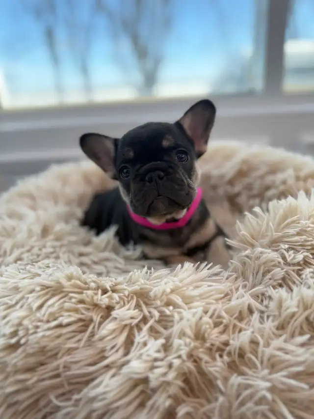 FRENCH BULLDOG - BOULEDOGUE FRANÇAIS