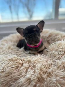 FRENCH BULLDOG - BOULEDOGUE FRANÇAIS