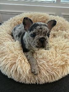 FRENCH BULLDOG - BOULEDOGUE FRANÇAIS - Photo 2
