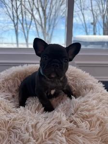 FRENCH BULLDOG - BOULEDOGUE FRANÇAIS - Photo 3