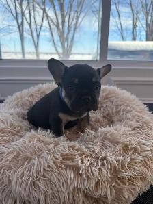 FRENCH BULLDOG - BOULEDOGUE FRANÇAIS - Photo 4