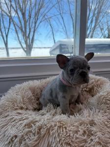 FRENCH BULLDOG - BOULEDOGUE FRANÇAIS - Photo 5