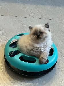 Chatons hymalayen - Photo 2