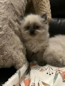 Chatons hymalayen - Photo 3