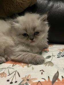 Chatons hymalayen - Photo 4