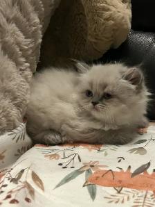 Chatons hymalayen - Photo 5