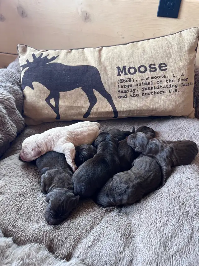 Chocolate Labrador Retriever Puppies !!