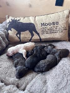 Chocolate Labrador Retriever Puppies !!