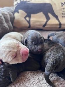 Chocolate Labrador Retriever Puppies !! - Photo 2