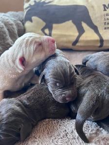 Chocolate Labrador Retriever Puppies !! - Photo 3