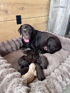 Chocolate Labrador Retriever Puppies !! - Photo 4