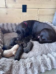 Chocolate Labrador Retriever Puppies !! - Photo 5
