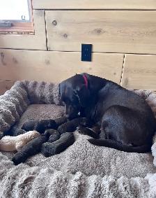 Chocolate Labrador Retriever Puppies !! - Photo 6