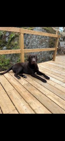 Chocolate Labrador Retriever Puppies !! - Photo 9