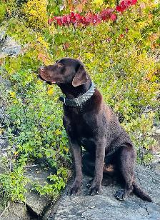 Chocolate Labrador Retriever Puppies !! - Photo 10