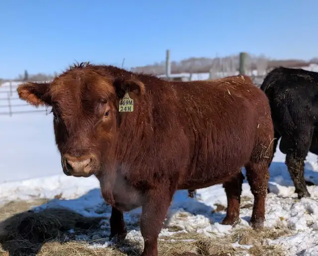 Registered Angus bulls 2yo