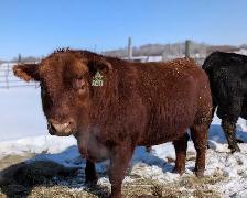 Registered Angus bulls 2yo - Photo 1