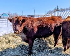 Registered Angus bulls 2yo - Photo 2