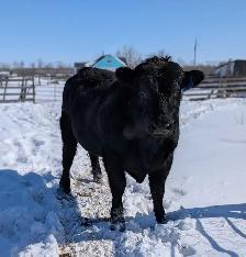 Registered Angus bulls 2yo - Photo 3