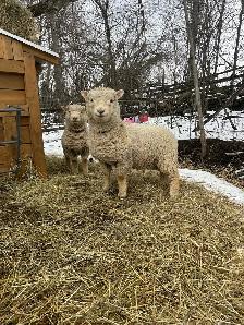 Babydoll sheep - Photo 2