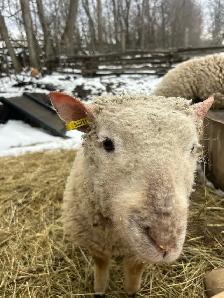 Babydoll sheep - Photo 3