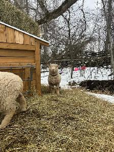 Babydoll sheep - Photo 4