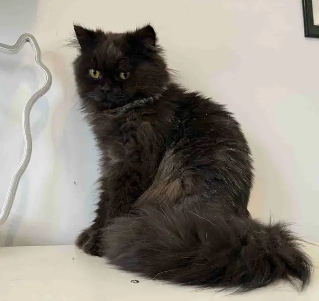 Chocolate male purebred