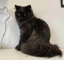 Chocolate male purebred - Photo 1