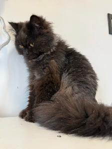 Chocolate male purebred - Photo 2