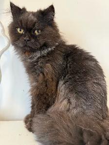 Chocolate male purebred - Photo 3