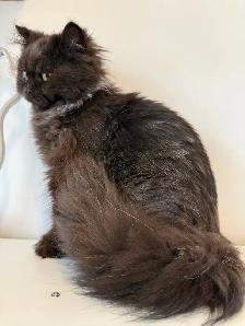 Chocolate male purebred - Photo 4