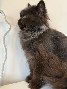 Chocolate male purebred - Photo 5
