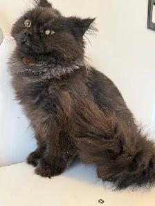 Chocolate male purebred - Photo 6